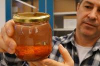 Arkeolog Temukan Rempah-rempah Berusia 500 Tahun di Kapal Karam Baltik