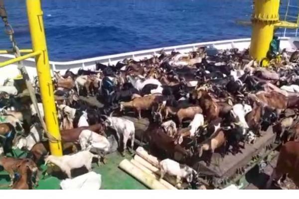 Kemenhub Operasikan Dua Kapal Perintis untuk Angkut Ternak ke Maluku Barat Daya