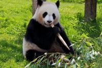 Taman Safari Rogoh Kocek Miliaran Untuk Sewa Panda dari Cina
