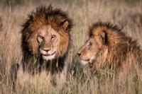 Kisah Nyata `The Lion King`, Raja Serengeti Tewas Digulingkan Singa Jantan Muda