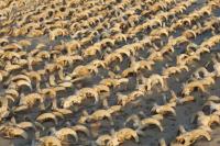 Penggalian Mesir Kuno Temukan 2.000 Mumi Kepala Domba Jantan di Abydos