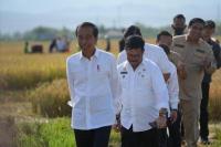 Presiden Jokowi bersama Mentan SYL Panen Raya di Maros Sulsel