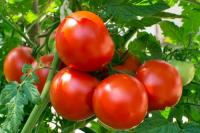 6 April Hari Tomat Segar, Sumber Rasa Umami yang Signifikan