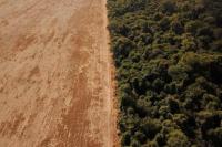 Meningkat selama Maret, 356 Kilometer Persegi Hutan Amazon Dideforestasi