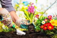 13 April Hari Apresiasi Tanaman Sedunia, Udara Bersih Lingkungan pun Indah