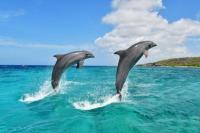 14 April Hari Lumba-lumba Nasional, Lindungi Mamalia Paling Cerdas dan Ramah di Dunia