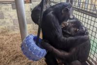 Mengharukan, Simpanse Berpelukan Usai Dibebaskan dari Majikan yang Mengurungnya