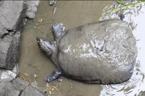 Terancam Punah, Betina Penyu Raksasa Cangkang Lunak yang Hasilkan Ratusan Telur Mati