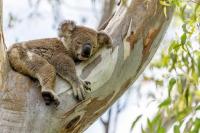 3 Mei Hari Koala Liar Internasional, Kebakaran Hutan Musnahkan Lebih dari 10 Juta Satwa