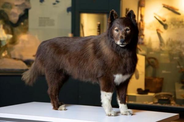 Balto: Anjing dengan Gen Hebat, Pahlawan saat Wabah Difteri