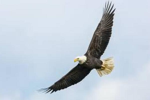 Allah SWT Menciptakan Burung Gagak dengan Ragam Keunikan