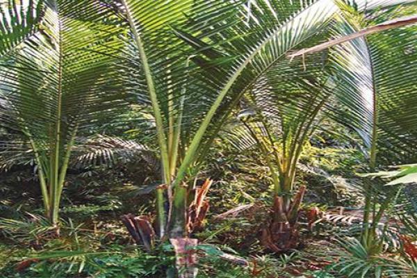 Stigma Pangan Lokal dan Khasanah Rasa Dalam Sorotan Pakar