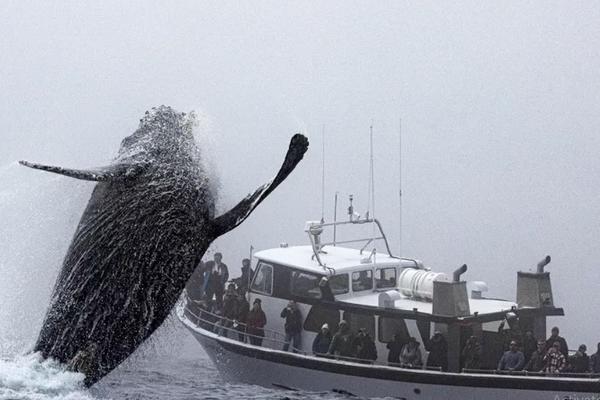 Pemandangan Spektakuler, Penumpang Kapal Tertegun Lihat Paus Bungkuk Melompat dari Laut