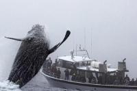 Pemandangan Spektakuler, Penumpang Kapal Tertegun Lihat Paus Bungkuk Melompat dari Laut