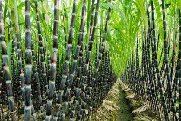 Petani Usul Harga Pembelian Gula Naik Menjadi Rp15.000/Kilogram