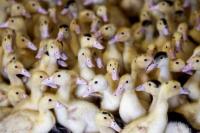 Brasil Konfirmasi Kasus Flu Burung Pertama pada Unggas Liar