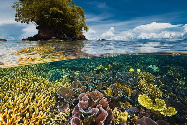 22 Mei Hari Keanekaragaman Hayati Internasional, Bumi Jadi Tempat Semua Makhluk