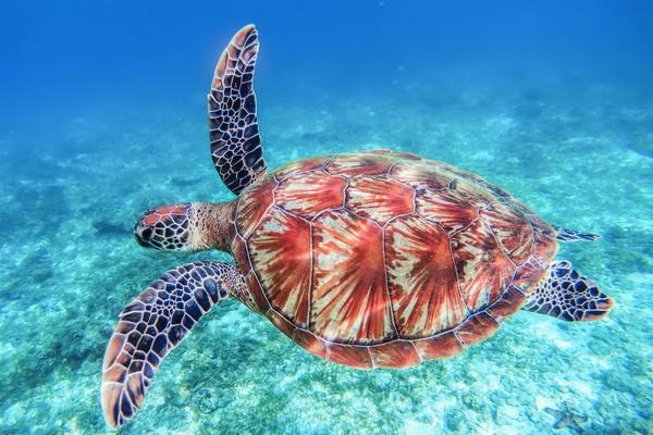 23 Mei Hari Penyu Sedunia, Lestarikan Reptil yang Jaga Keseimbangan Ekologi