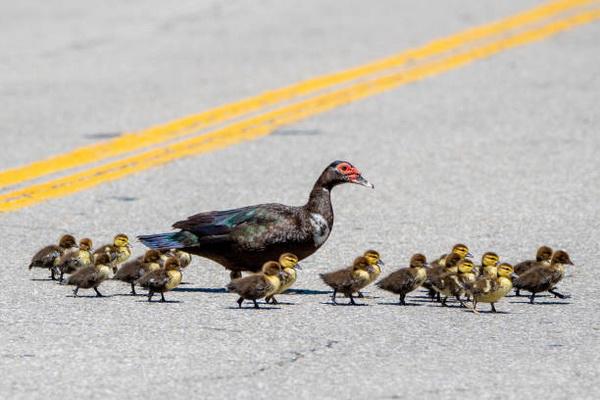 Tragis, Usai Selamatkan Bebek Seberangi Jalan, Ayah Dua Anak Ditabrak hingga Tewas