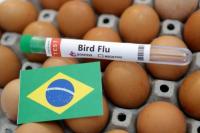 Kasus Flu Burung, Brasil Umumkan Darurat Kesehatan Hewan 180 Hari