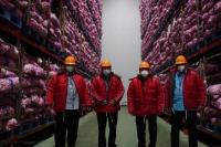 Redam Dinamika Harga, Pemerintah Percepat Impor Bawang Putih