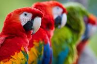 31 Mei Hari Burung Beo Sedunia, Spesies Unggas Indah yang Terancam Punah