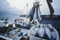 5 Juni Hari Perangi Penangkapan Ikan Ilegal Internasional, Jaga Ekosistem Laut Berkelanjutan