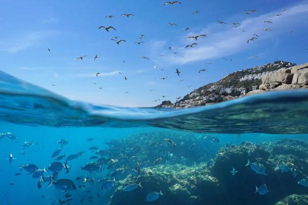 8 Juni Hari Laut Sedunia, Jaga Paru-paru Bumi dan Iklim Tetap Terkendali
