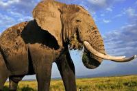 8 Juni Hari Aksi Internasional untuk Gajah di Kebun Binatang, Ruang Memadai untuk Mamalia Terbesar