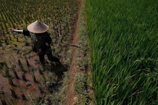Pemerintah Harus Jamin Kesejahteraan Petani Saat Kuota Impor Dihapus