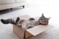 Tips Supaya Anabul Terhindar dari Kutu yang Mengganggu