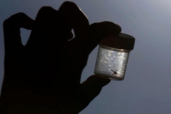 Amerika Deteksi Kasus Malaria Pertama dalam 20 Tahun di Florida dan Texas