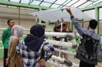 Dukung Urban Farming, Kementan Gelar Bimtek Budidaya dengan Sistem Hidroponik