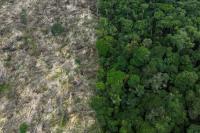 Dunia Kehilangan Hutan Tropis Seluas Negara Swiss Terutama di Amazon