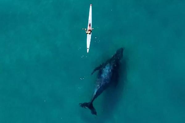 Viral, Pemandangan Menakjubkan Paus Bungkuk Bermain di Belakang Kayaker