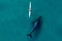 Viral, Pemandangan Menakjubkan Paus Bungkuk Bermain di Belakang Kayaker