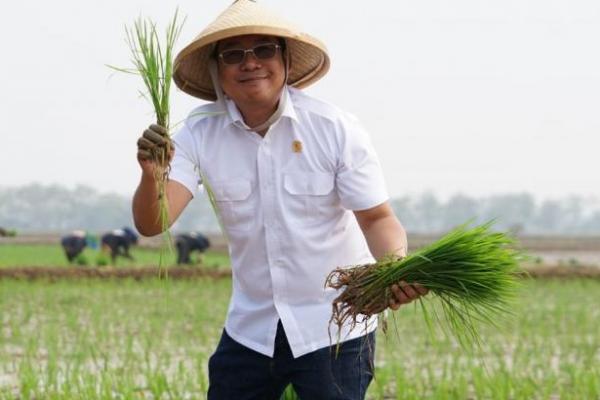 Gandeng BRIN-BUMN, Badan Pangan Tanam Padi Bibit Unggul di Dem Area Subang