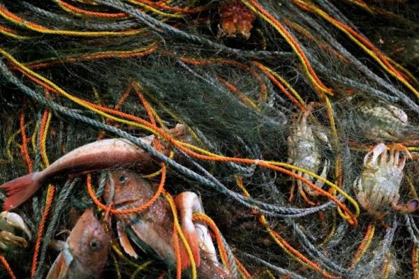 Terkait Air Radioaktif Fukushima, China Melarang Impor Makanan dari Jepang