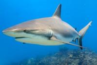 14 Juli Hari Peduli Hiu, Predator yang Terancam Punah akibat Banyak Diburu Manusia