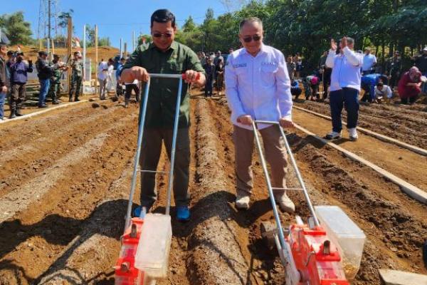 Potensial, NFA Berharap Sorgum Perkuat Ketahanan Pangan