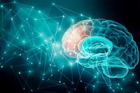 Ilustrasi - otak (Foto: REGIONAL NEUROLOGICAL)