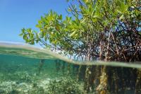 26 Juli Hari Konservasi Ekosistem Mangrove Internasional, Dunia Kehilangan 80 Persen Populasi Bakau