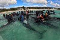 Menyedihkan, 51 Paus Pilot Mati Setelah Terdampar di Pantai Australia Barat