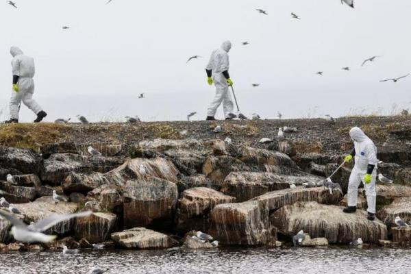 Norwegia dan Finlandia Hadapi Rekor Penyebaran Wabah Flu Burung