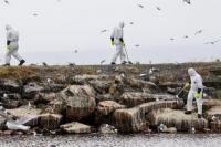 Norwegia dan Finlandia Hadapi Rekor Penyebaran Wabah Flu Burung