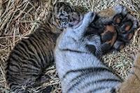 San Diego Sambut Kelahiran Dua Bayi Harimau Sumatera, Spesies Sangat Terancam Punah!