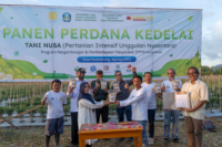  Petani Binaan Harita Nickel Panen Perdana Kedelai 2,9 Ton Per Hektar