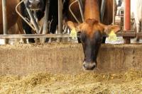 Kurangi Metana, Kanada Biakkan Sapi Ramah Iklim Pertama di Dunia