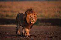 10 Agustus Hari Singa Sedunia, Peduli Populasi Raja Hutan akibat Perburuan Liar