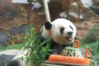 Datangkan Panda Raksasa, Taman Safari Sewa ke China Tiga Miliar
